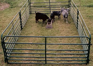 Green powder coated round pipe panels pen for sheep