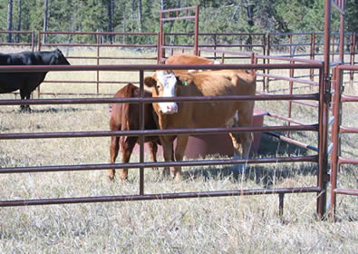 Powder coated round pipe horse corral panels pen for cattle